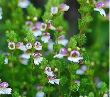 EUPHRASIA