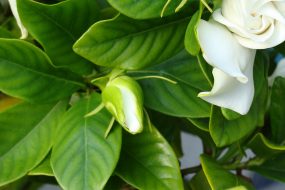 GARDENIA