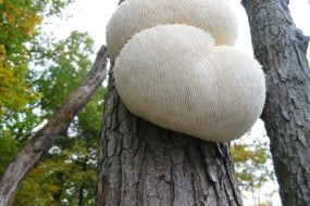 HERICIUM ERINACEUS