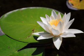 LOTUS