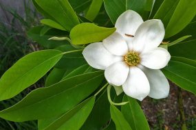 MAGNOLIA