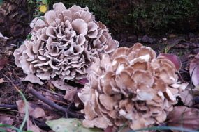 MAITAKE