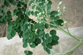 MORINGA