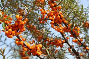 SEABUCKTHORN