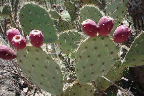 OPUNTIA