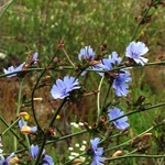 CHICORY ROOT