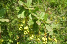 BERBERIS ARISTATA