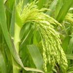 PANICUM MILIACEUM (MILLET)