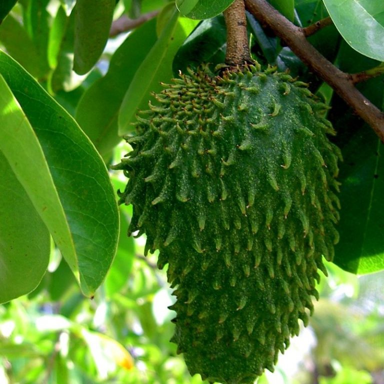 annona graviola