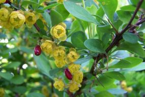 BERBERIS VULGARIS