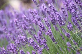 LAVENDER