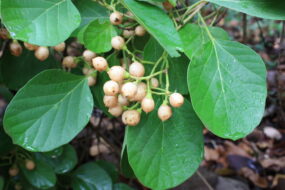 CORDIA MYXA