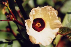 HIBISCUS SABDARIFFA