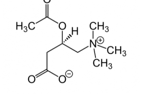 ACETIL CARNITINA