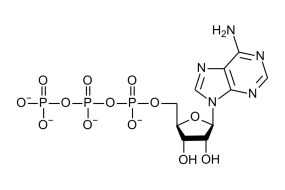 ATP (ADENOSINA TRIFOSFATO)