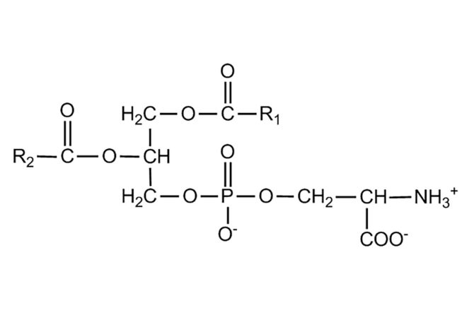 FOSFATIDILSERINA