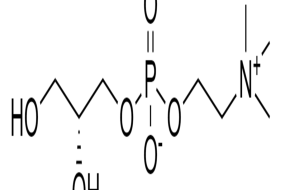 GLICERILFOSFORILCOLINA (GPC)