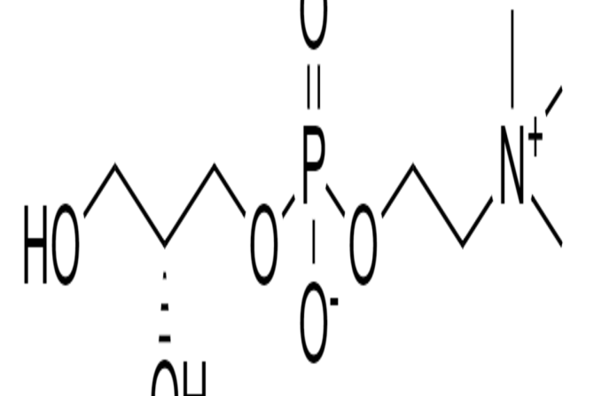 GLICERILFOSFORILCOLINA (GPC)