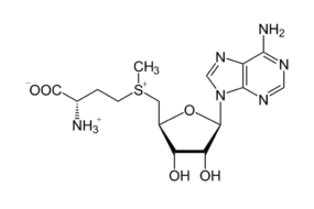SAMe: accendi il potenziale dei tuoi prodotti con Rial Pharma