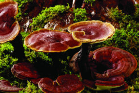 Medicinal mushrooms a valuable health ally and a competitive advantage for your supplements