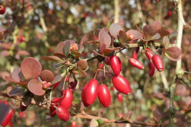 Berberine: benefits and quality with Rial Pharma