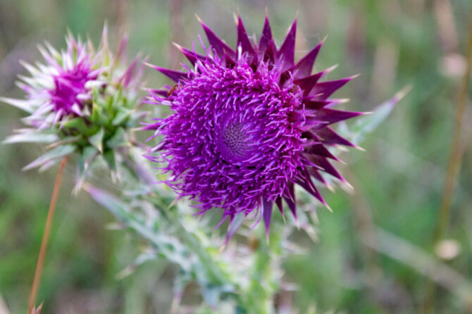 Milk Thistle 80%: un superfood per il fegato e un must-have per il mercato nutraceutico