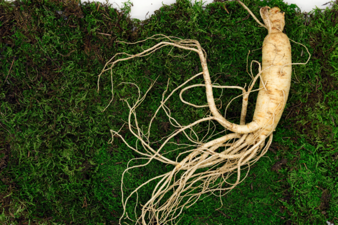 Ginseng 5% energy and wellness for consumers, strategic opportunity for nutraceutical companies